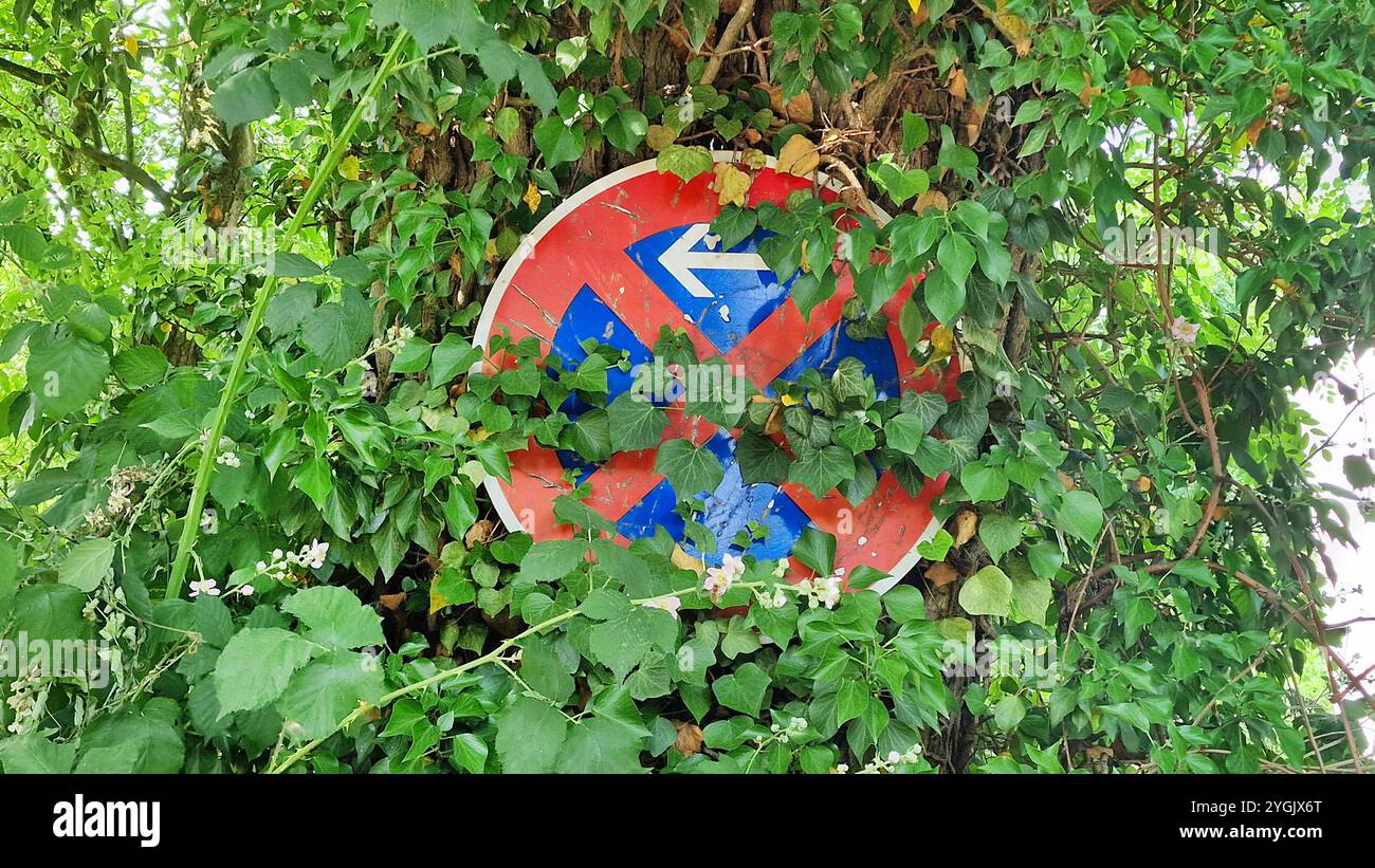 Cresciuto senza segni di arresto su un albero, in Germania Foto Stock