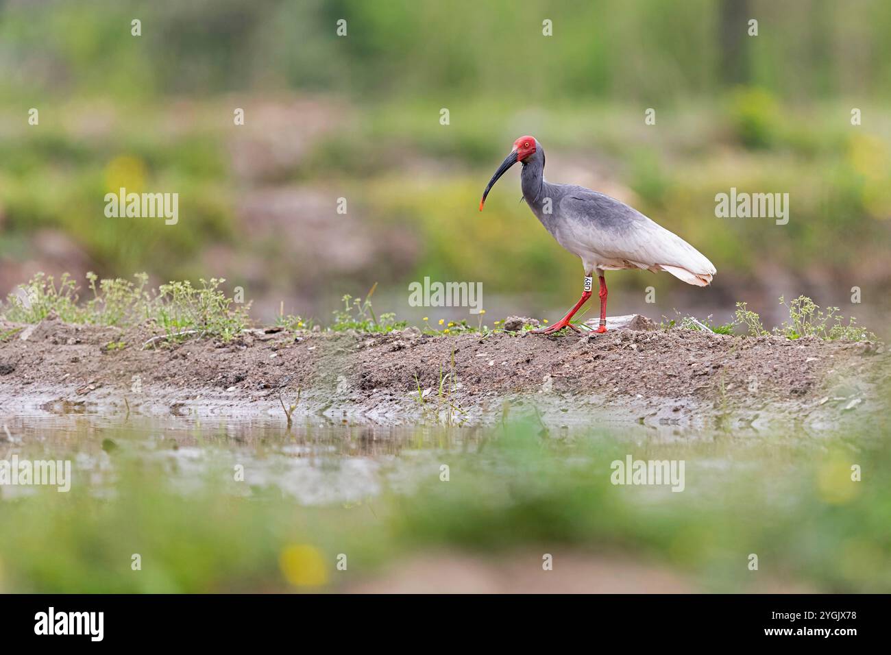 Ibis con cresta giapponese, ibis con cresta asiatica, ibis con cresta imperiale, ibis giapponese, ibis bianco giapponese, ibis Oriental Crested (Nipponia nippon), standard Foto Stock