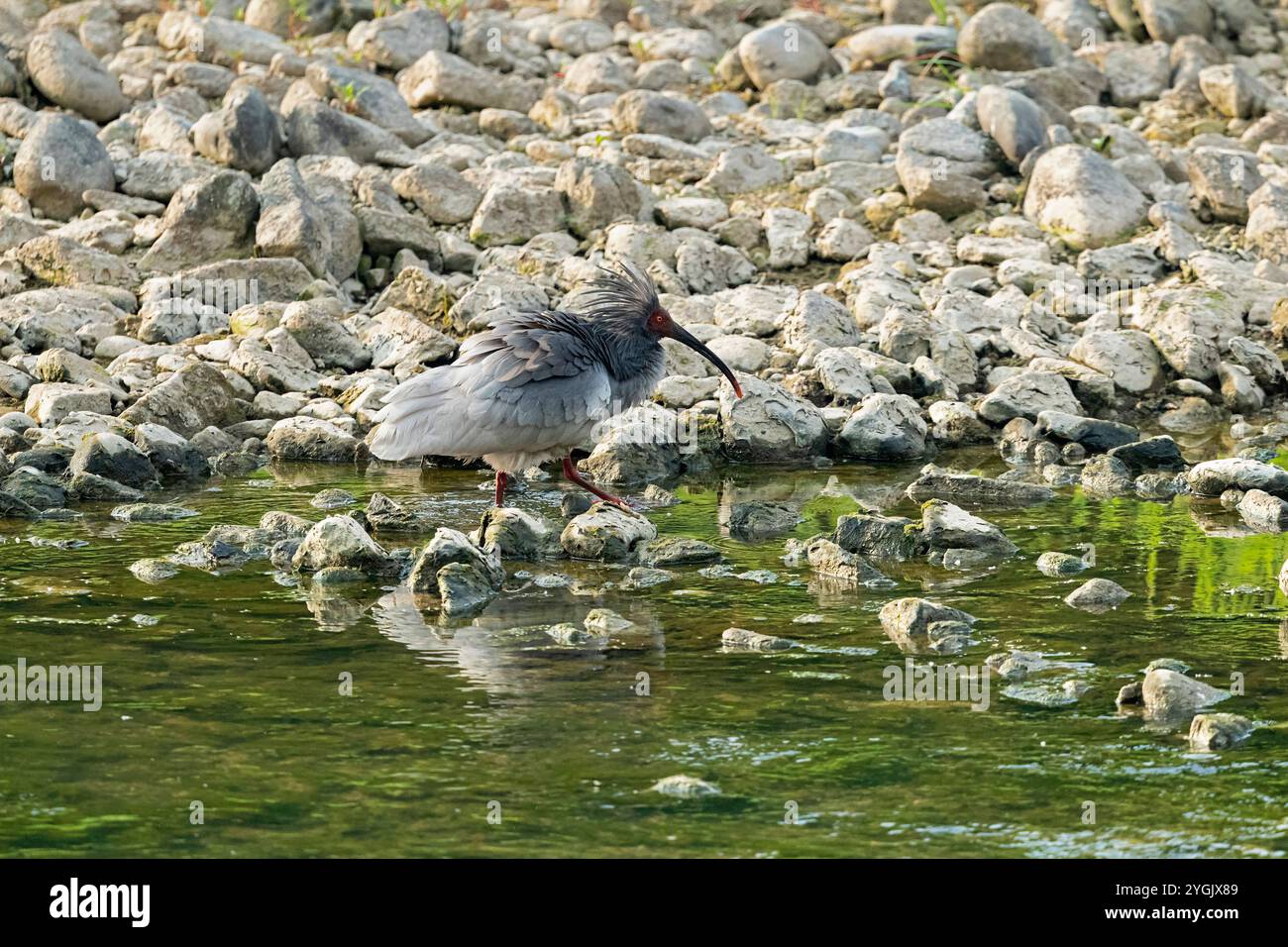 Ibis con cresta giapponese, ibis con cresta asiatica, ibis con cresta imperiale, ibis giapponese, ibis bianco giapponese, ibis orientale crestato (Nipponia nippon), foragina Foto Stock