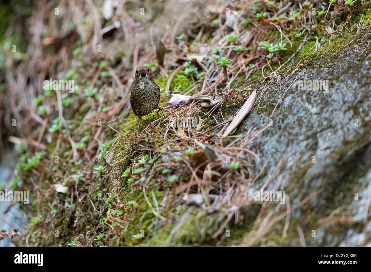 Cupwing cinese (Pnoepyga mutica, Pnoepyga albiventer mutica), canta maschile su un pendio, Cina, Sichuan, Tangjiahe National Nature Reserve Foto Stock