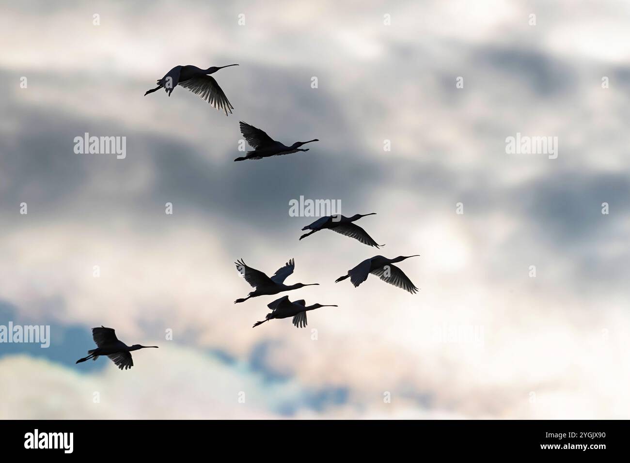 Becco bianco (Platalea leucorodia), gruppo al cielo, Mongolia Foto Stock