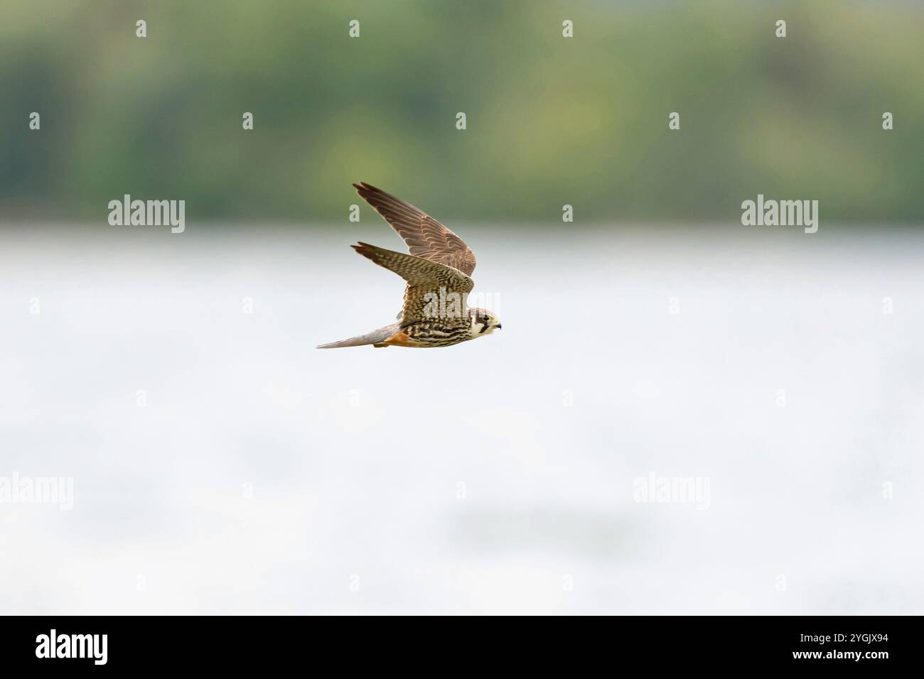 Hobby del nord (Falco subbuteo), giovani in volo sull'acqua, Germania, Baviera Foto Stock