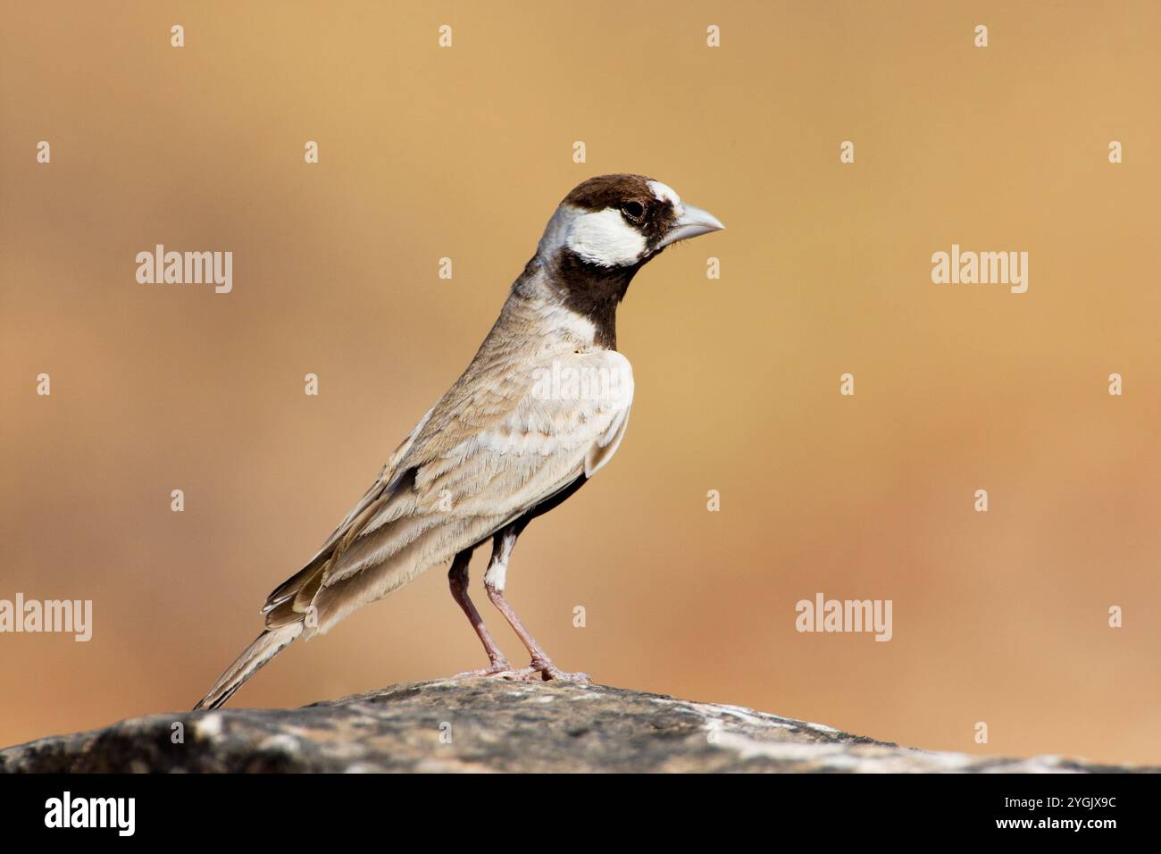 Larice di passero con corona nera (Eremopterix nigriceps), arroccato su una roccia, vista laterale, Oman, Salalah Foto Stock