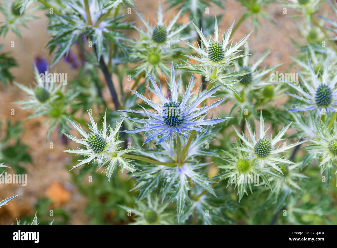 Eryngo spagnolo (Eryngium bourgatii), fioritura Foto Stock