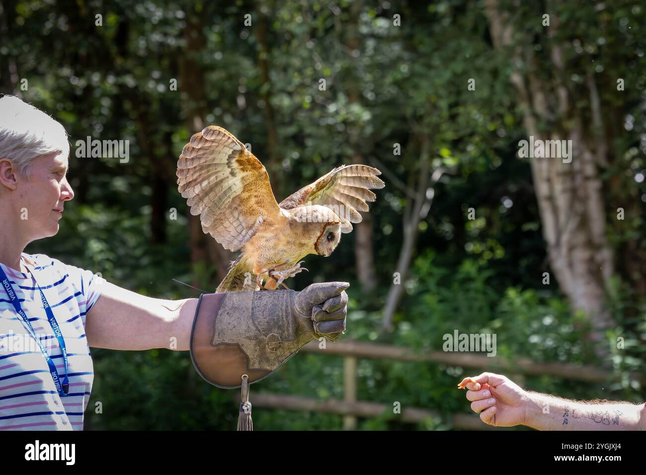 Common Barn Owl con antenna radio che sbatte le ali mentre viene alimentato su un guanto al Cheshire Falconry, Blakemere Craft Centre, Northwich Foto Stock
