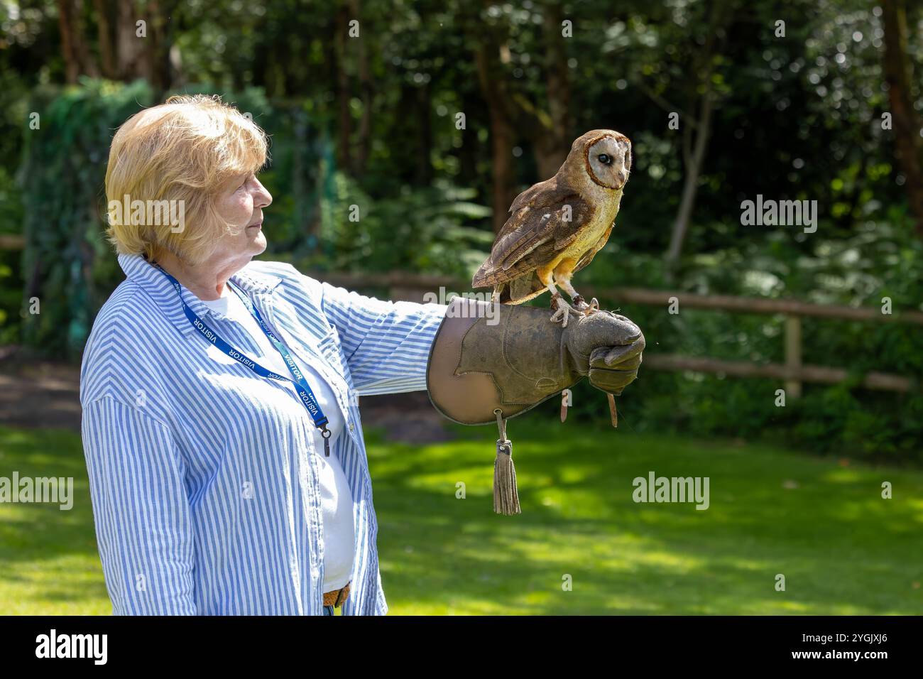 Common Barn Owl con antenna radio appollaiata su un guanto al Cheshire Falconry, Blakemere Craft Centre, Northwich Foto Stock