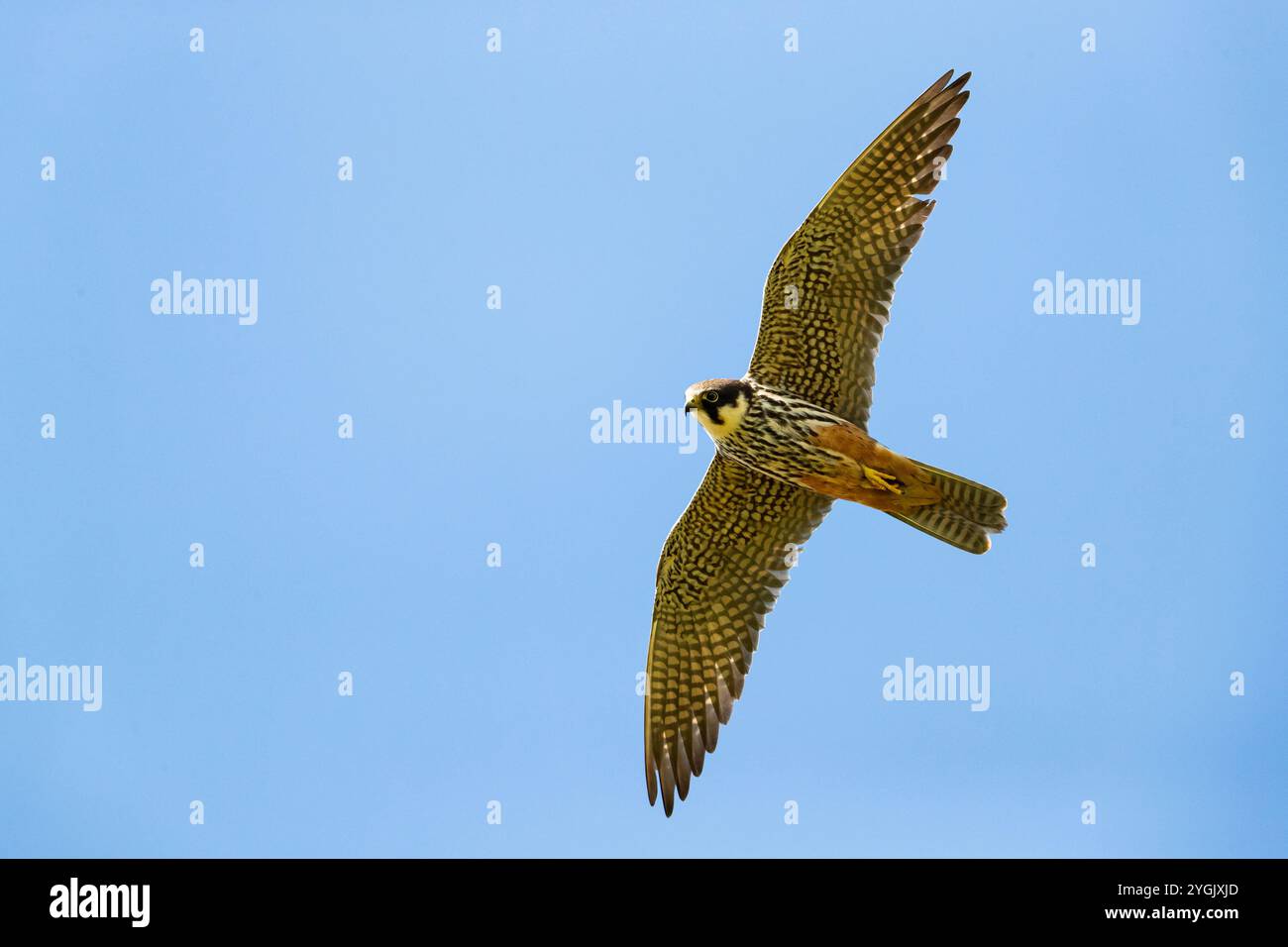 Hobby del nord (Falco subbuteo), giovani in volo sull'acqua, Germania, Baviera Foto Stock