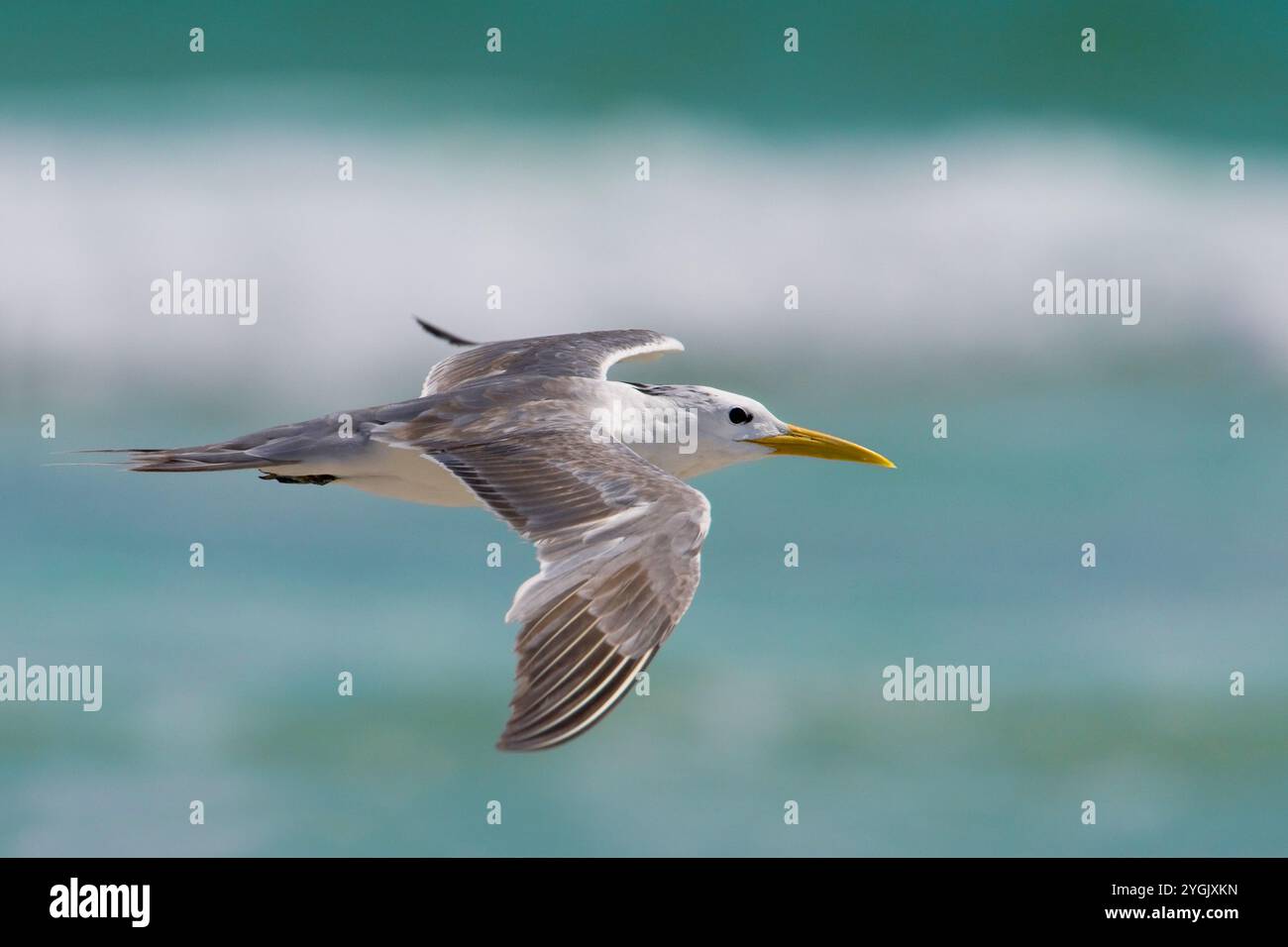 Terna crestata più grande, terna crestata, terna rapida, grande terna crestata (Thalasseus bergii, sterna bergii), terna crestata più giovane in volo, V lato Foto Stock