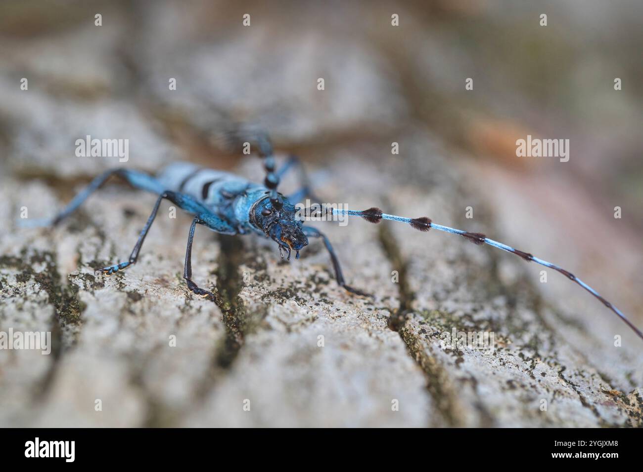 Rosalia longicorn (Rosalia alpina), si trova su legno di acero sicomoro, Acer pseudoplatanus, Germania, Baviera Foto Stock