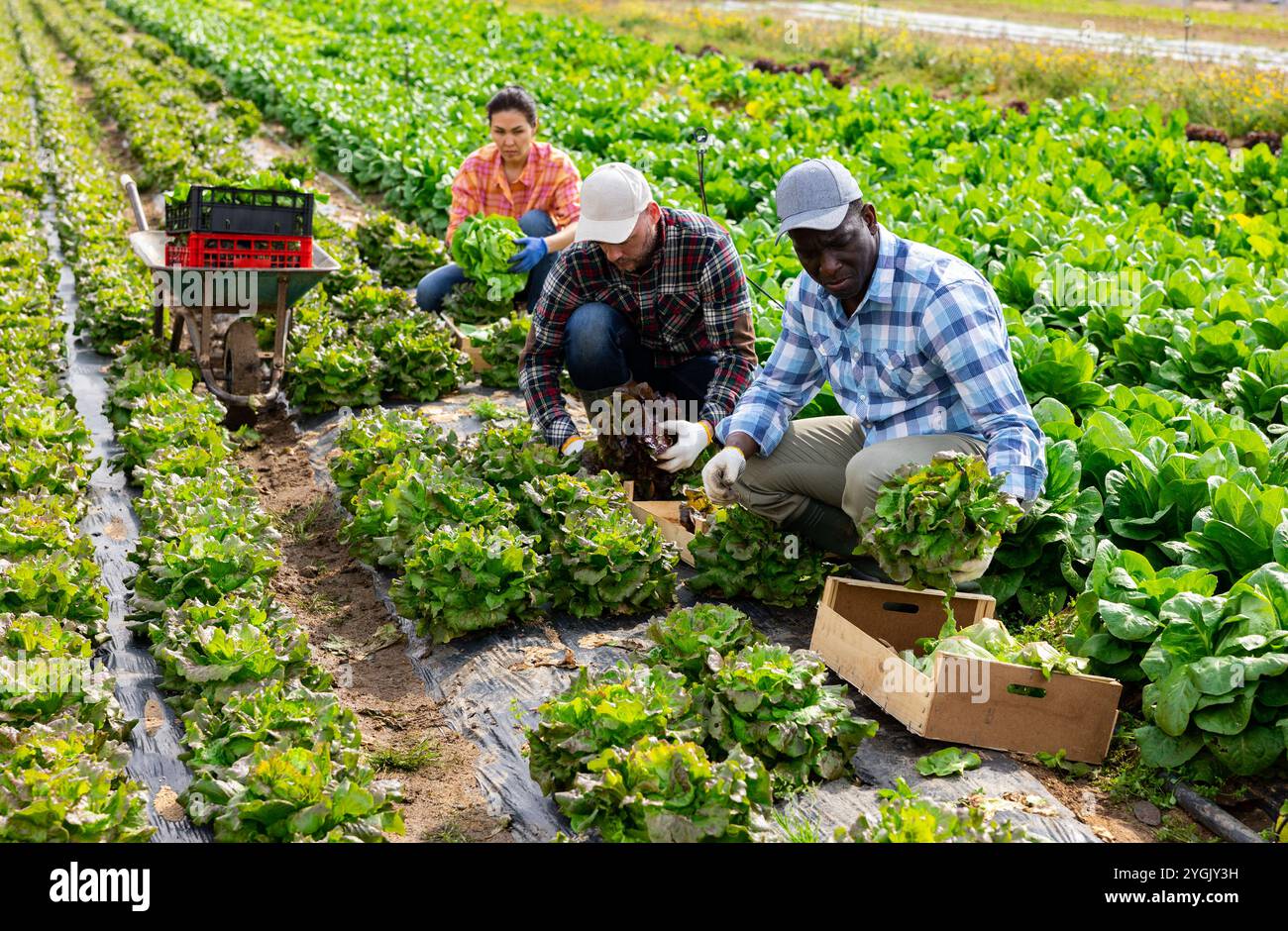 Gruppo multietnico di lavoratori agricoli che raccolgono la lattuga Foto Stock