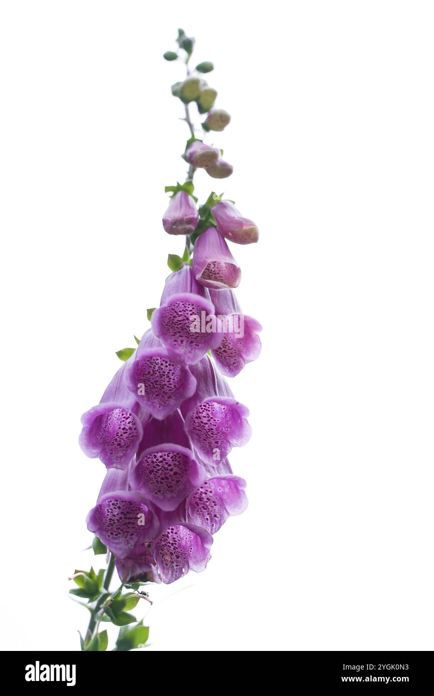 Fiori a forma di campana del foxglove rosso (digitalis purpurea) su sfondo bianco, Germania Foto Stock