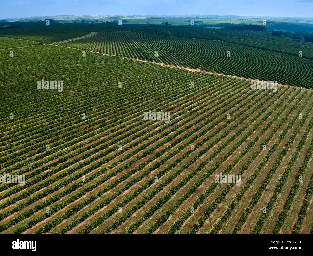 Vista aerea di un campo di caffè verde in Brasile Foto Stock