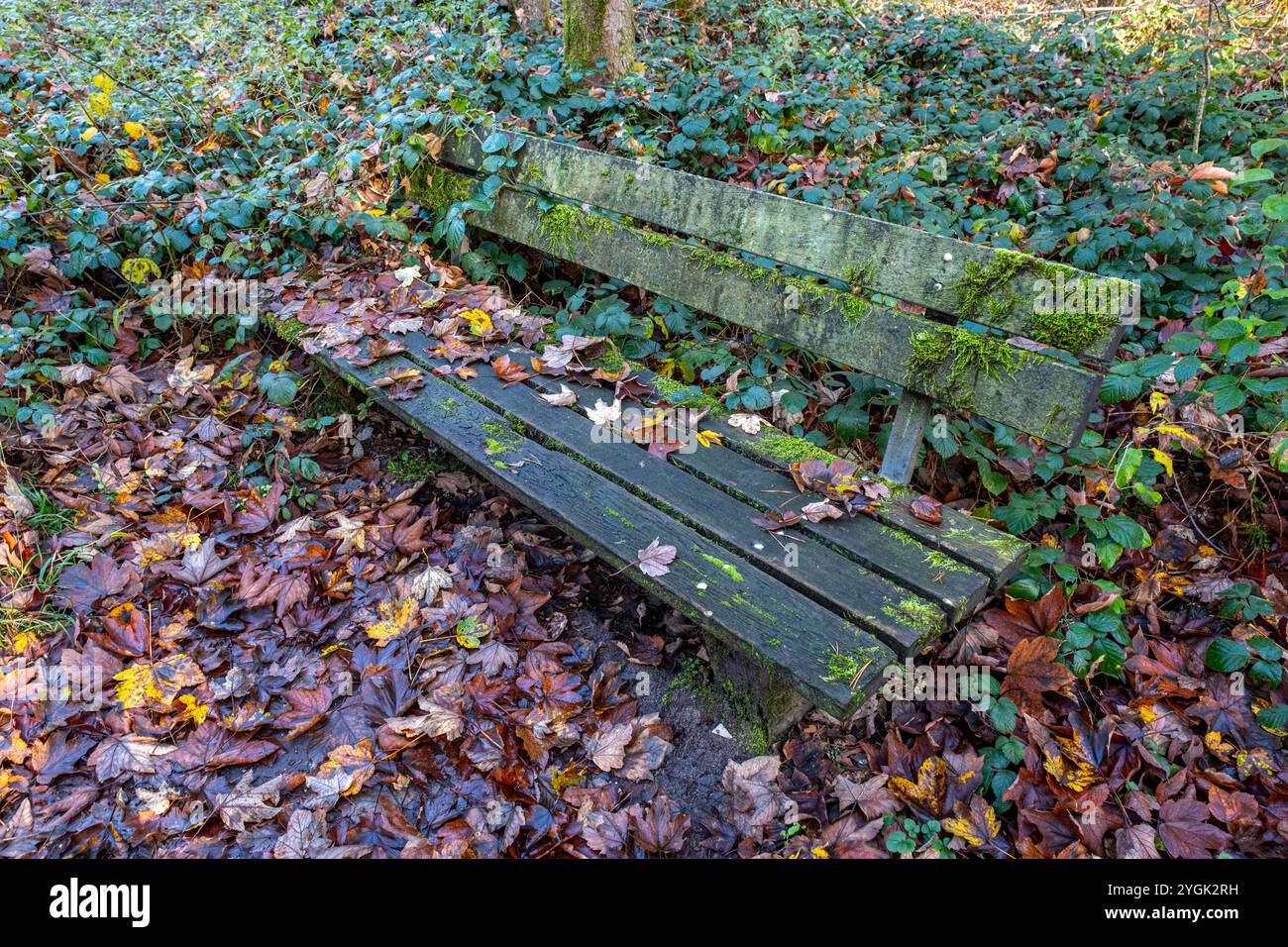 Herbstlich gefärbte Blätter und Moos auf einer alten Parkbank aus Holz an einem Wanderweg im Wald, Herbstwald Bielefeld-Sennestadt Nordrhein-Westfalen Deutschland *** foglie e muschio colorati d'autunno su una vecchia panchina di parco in legno su un sentiero escursionistico nella foresta, foresta autunnale Bielefeld Sennestadt Nord Reno-Vestfalia Germania Foto Stock