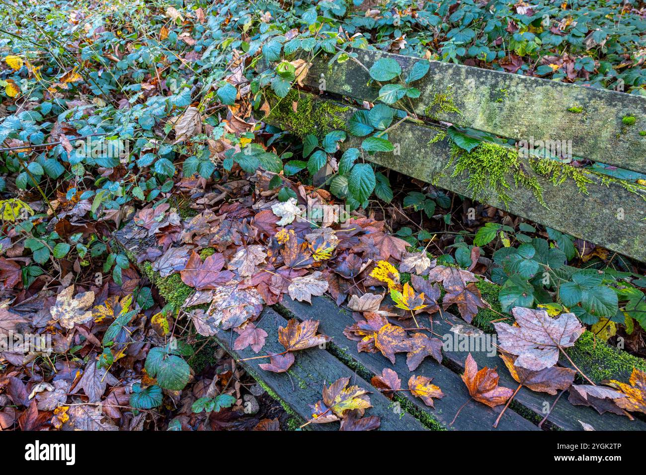 Herbstlich gefärbte Blätter und Moos auf einer alten Parkbank aus Holz an einem Wanderweg im Wald, Herbstwald Bielefeld-Sennestadt Nordrhein-Westfalen Deutschland *** foglie e muschio colorati d'autunno su una vecchia panchina di parco in legno su un sentiero escursionistico nella foresta, foresta autunnale Bielefeld Sennestadt Nord Reno-Vestfalia Germania Foto Stock