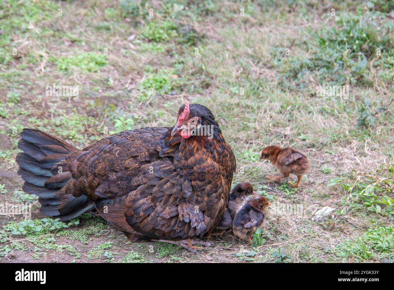 Polli neri marroni con pulcini a Bali, Indonesia Foto Stock