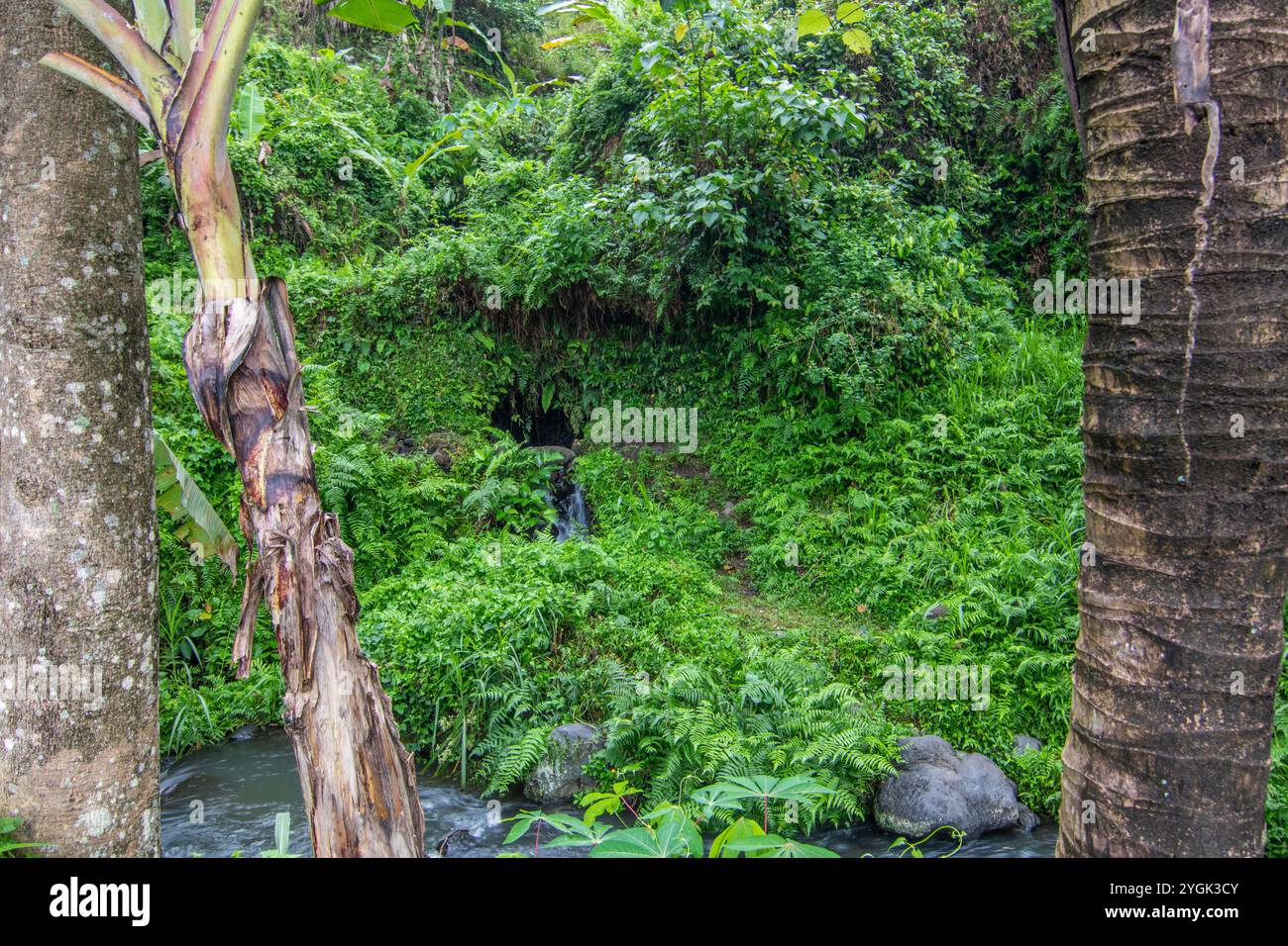 Fiume in un ambiente tropicale naturale. Bellissimo fiume nascosto e piante incredibili sulle sue rive a Bali, Indonesia Foto Stock