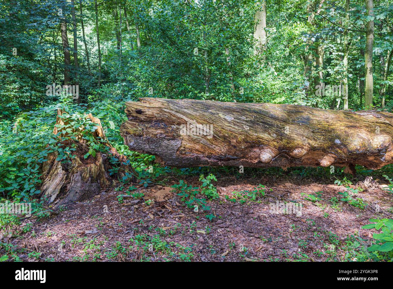 albero morto Foto Stock