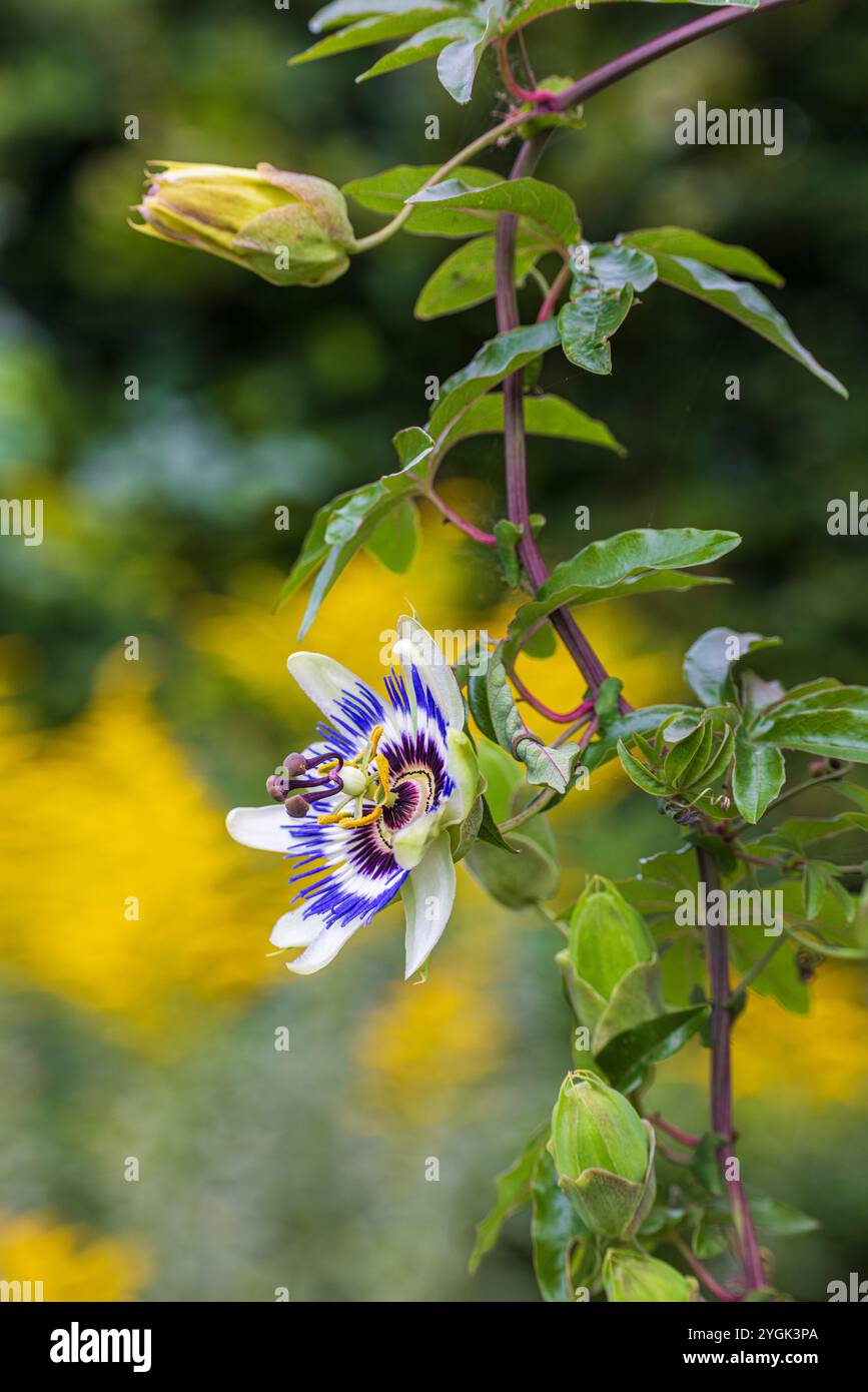 Fiore della passione blu (Passiflora caerulea) in giardino, gemme, bokeh Foto Stock