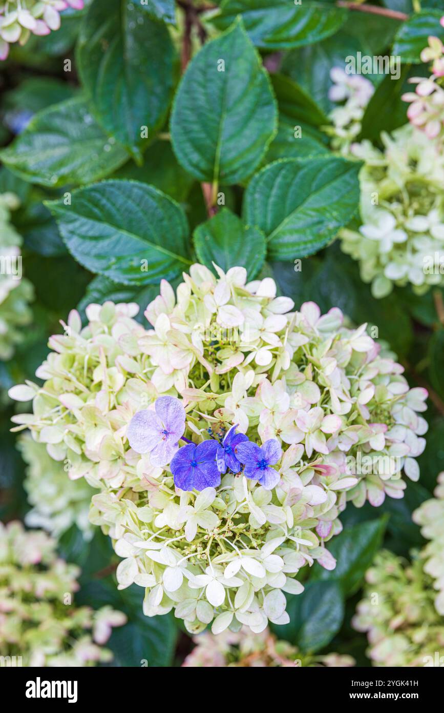 ortensie, ortensie, coltivazione, sorpresa imprevista, meraviglia naturale Foto Stock