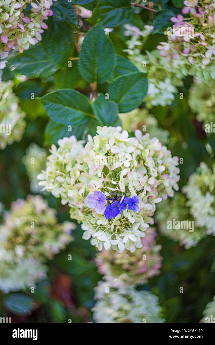 ortensie, ortensie, coltivazione, sorpresa imprevista, meraviglia naturale Foto Stock