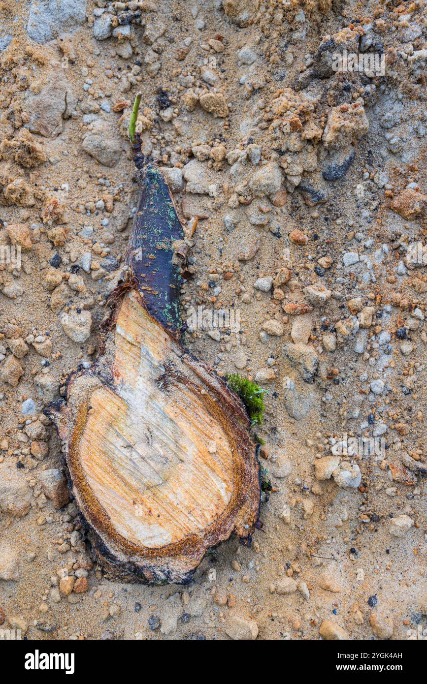 Muschio su un ramo tagliato su una superficie sabbiosa Foto Stock