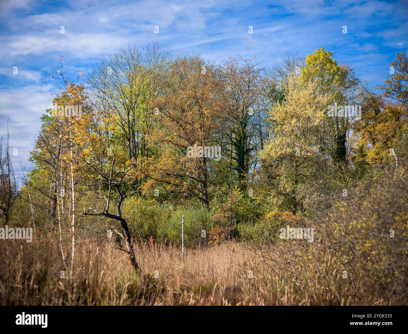 Autunno nella riserva naturale di Katzensee Foto Stock