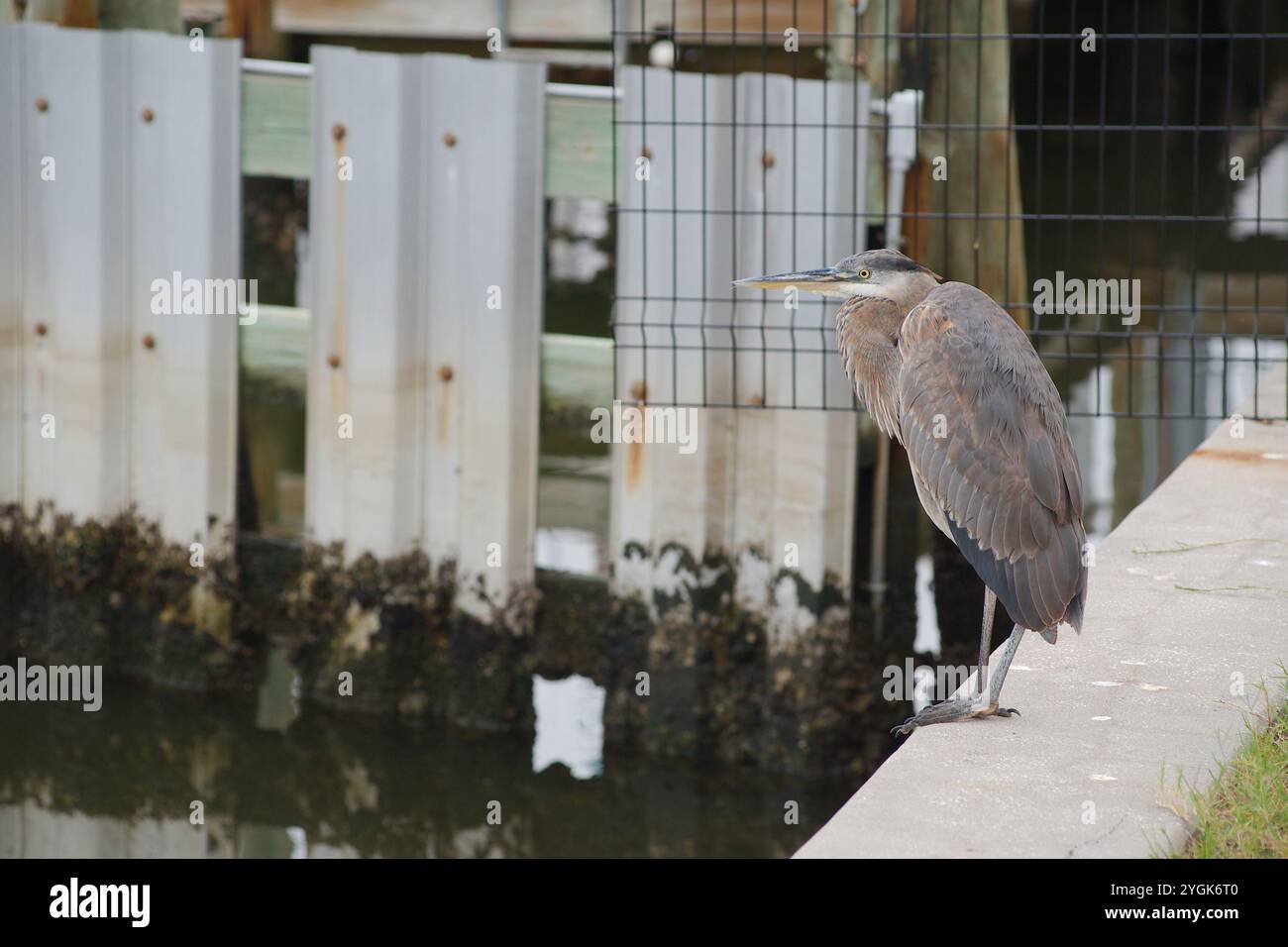 Grande airone grigio blu isolato arroccato su due gambe sul bordo di una diga metallica in cemento. Guardando in acqua vicino al porticciolo. Vista del profilo su un clou Foto Stock