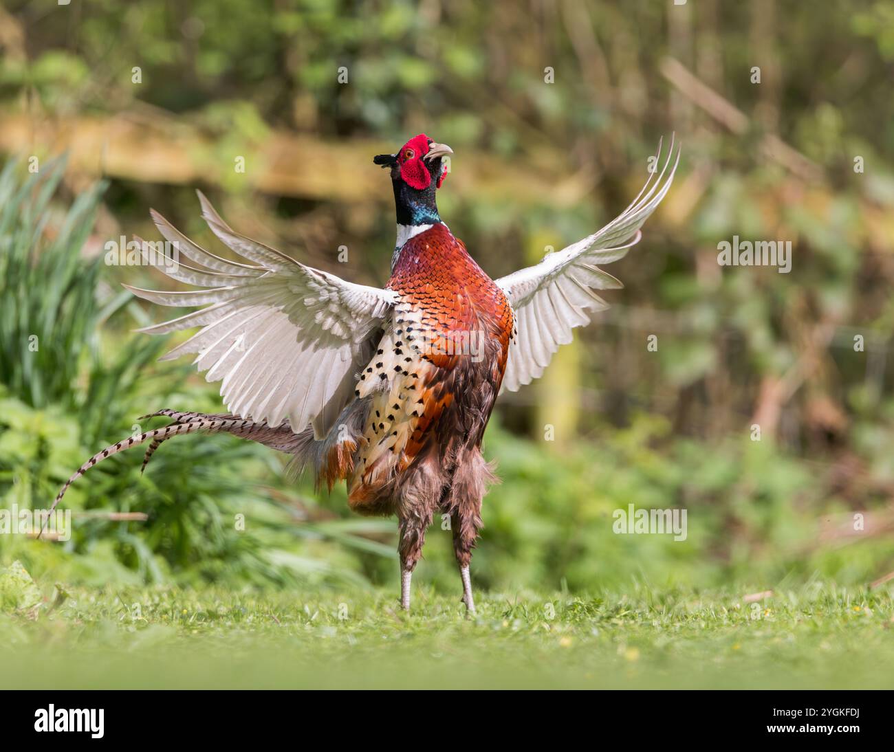 Comune Pheasant [ Phasianus Colchicus ] visualizzazione di uccelli maschi Foto Stock