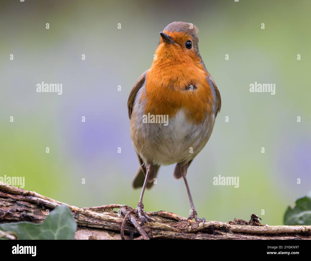 Robin europeo [ erithacus rubecula ] sul ramo morto Foto Stock