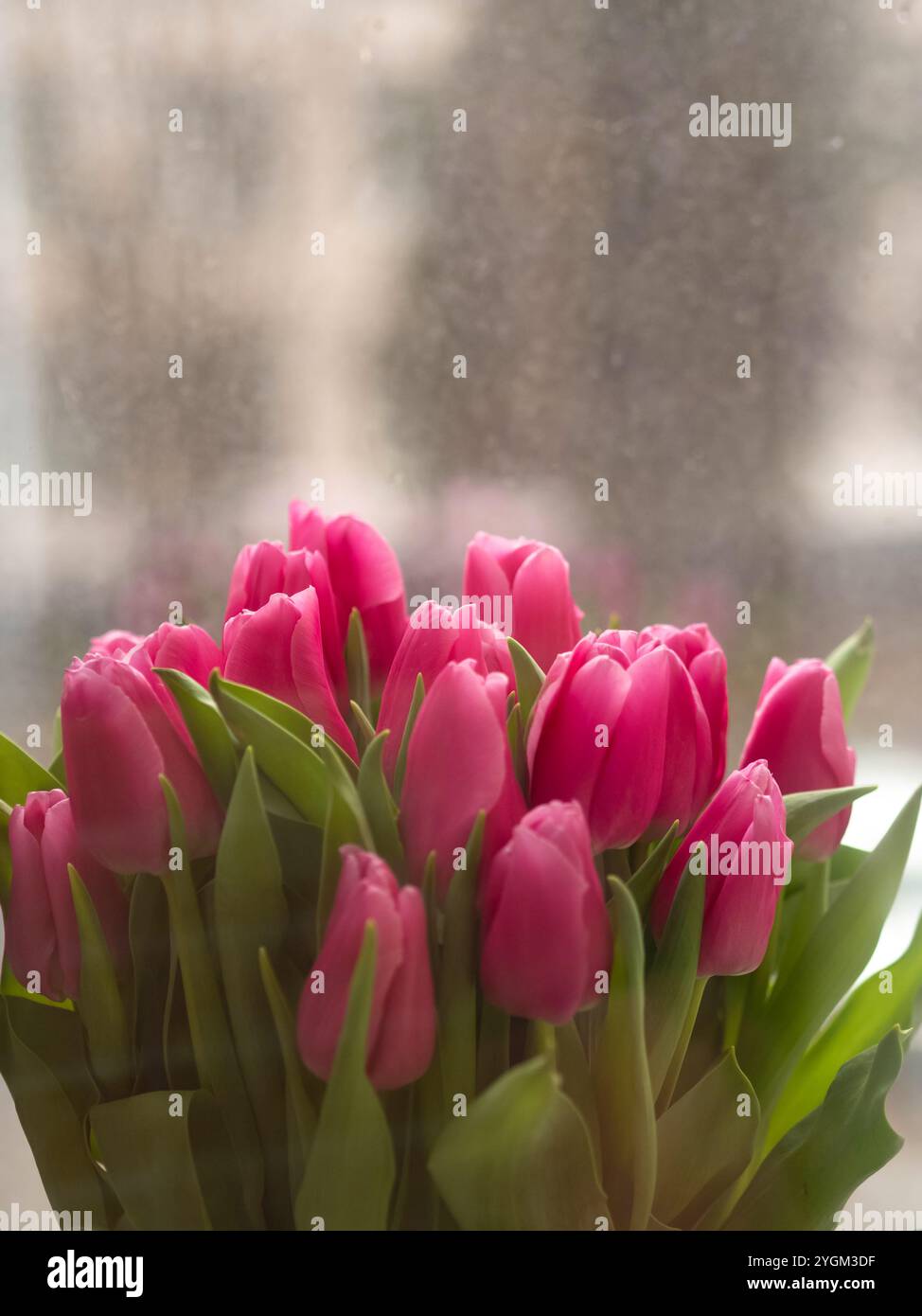 Tulipani fuchsia vibranti in un giorno di pioggia davanzale, primo piano verticale Foto Stock