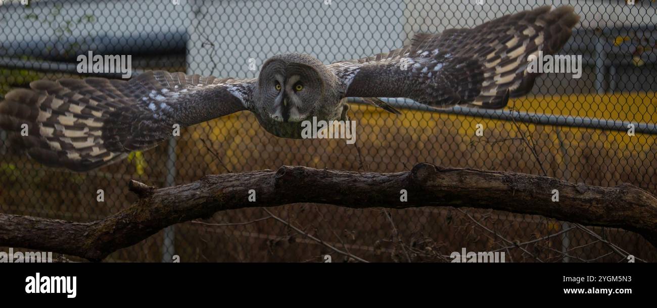 Grande Gufo Grigio o Lapponia Owl lat. Strix nebulosa nello zoo Fly Foto Stock