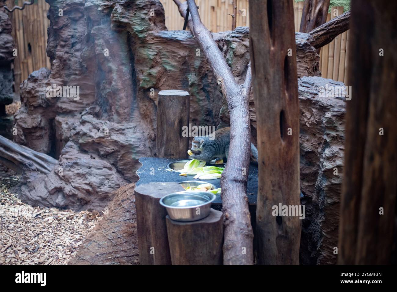 Il lemuro di mangusta, un accattivante primate con pellicce e occhi espressivi, può essere visto nello zoo di Wrocław, mostrando il suo comportamento giocoso e la socia Foto Stock
