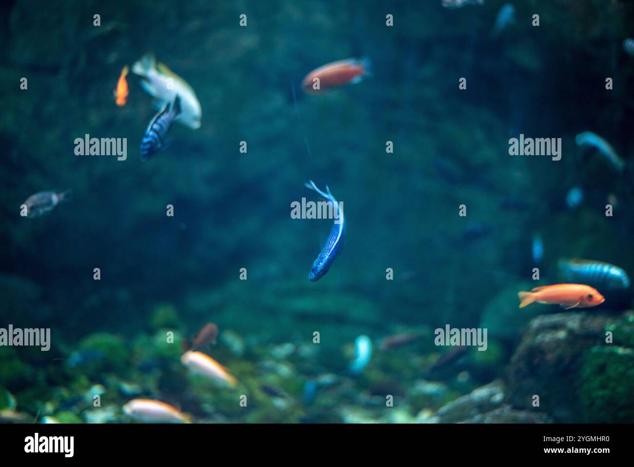 I pesci della barriera corallina, noti per i loro colori vivaci e le diverse specie, prosperano nell'ambiente dinamico dello zoo di Wrocław, catturando i visitatori con Foto Stock