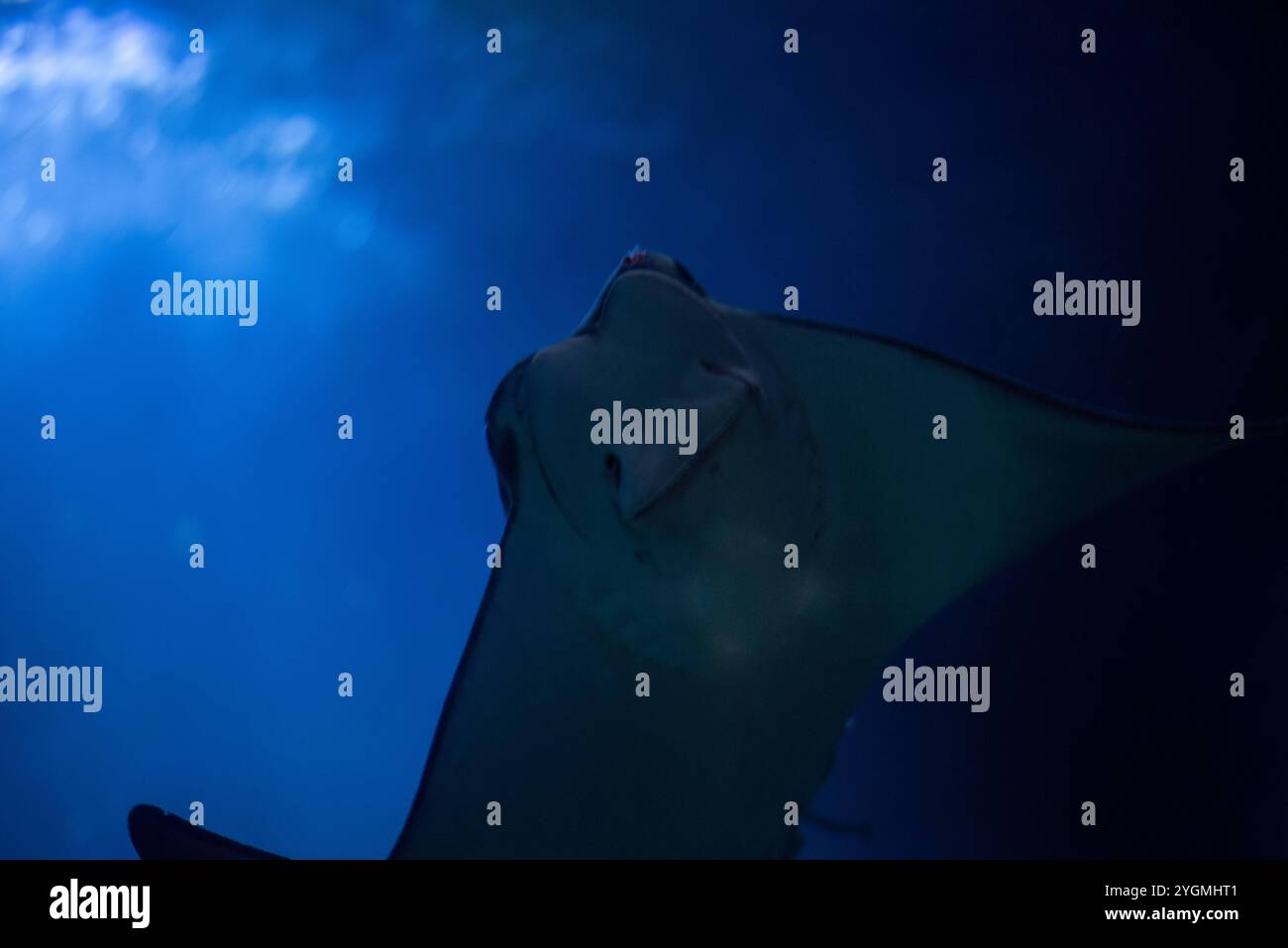 Il gigantesco raggio di manta oceanica, con la sua impressionante apertura alare e i movimenti aggraziati, scivola maestosamente attraverso le acque dello zoo di Wrocław, incantevole vi Foto Stock
