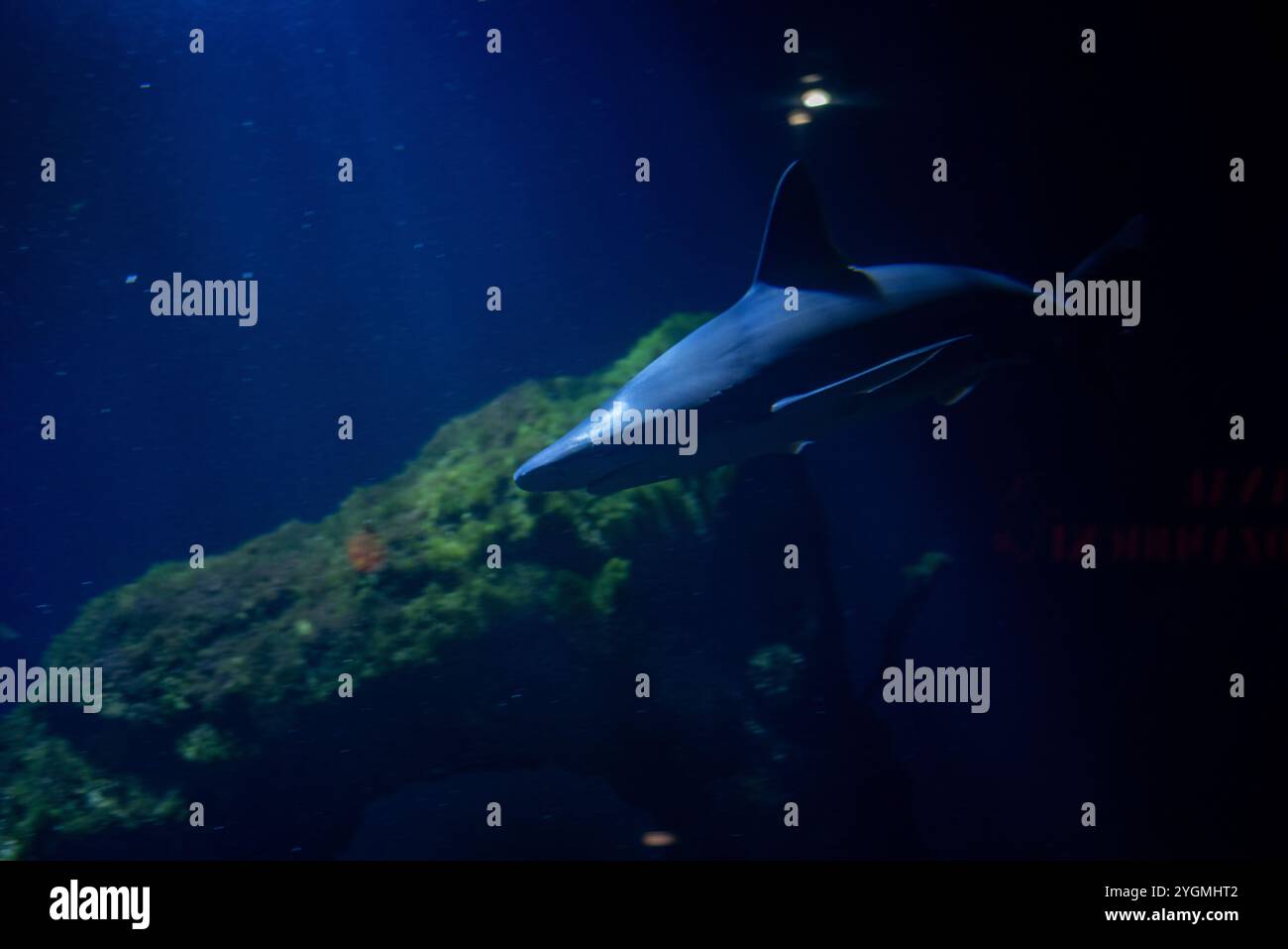 Lo squalo delle Galapagos, riconosciuto per il suo corpo robusto e la sua caratteristica pinna dorsale, scivola attraverso le acque dello zoo di Wrocław, catturando con esso i visitatori Foto Stock