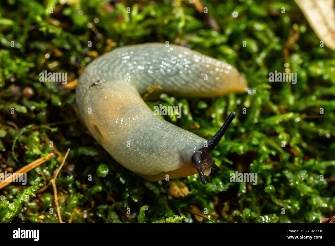 arion intermedius slug animal macro photography. Foto Stock