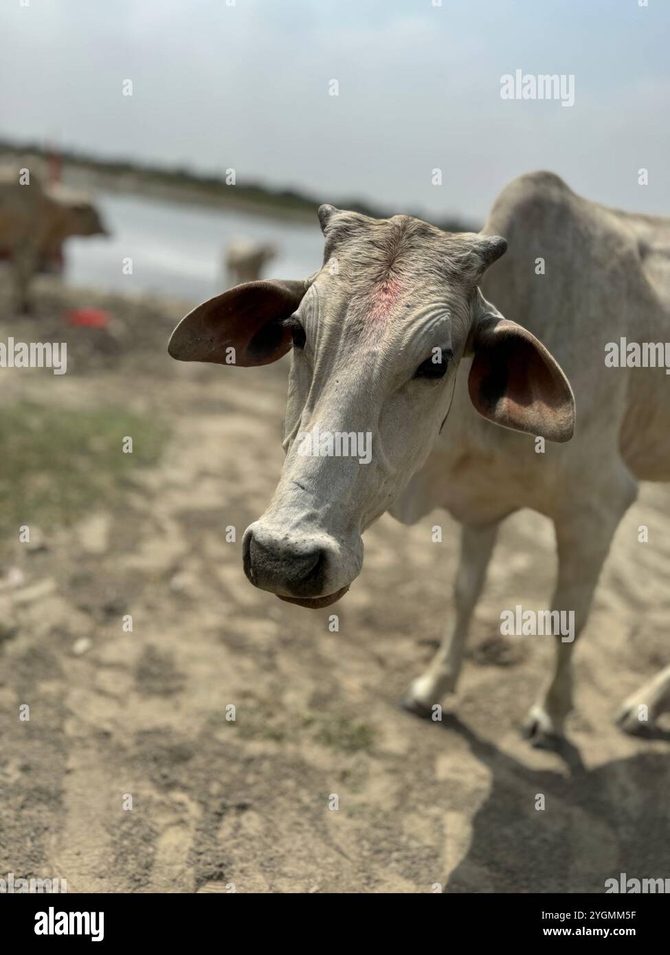 Hariana / Haryana Cow godendo della sua libertà come animale sacro per gli indù, India - Immagine stock catturata con smartphone
