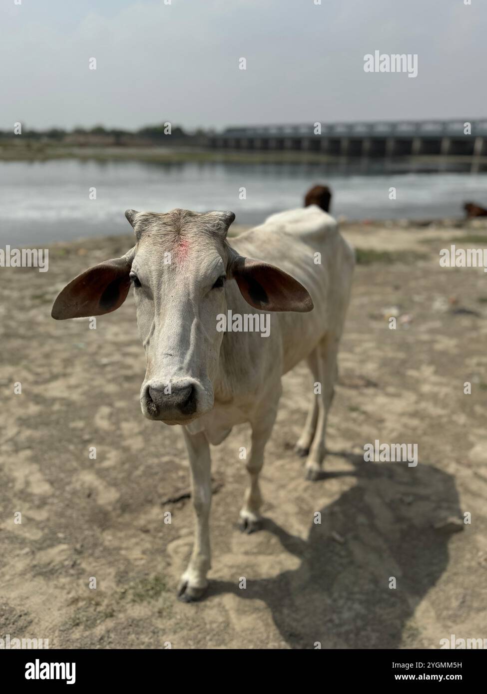 Hariana / Haryana Cow godendo della sua libertà - come animale sacro per gli indù, India - Immagine stock catturata con smartphone