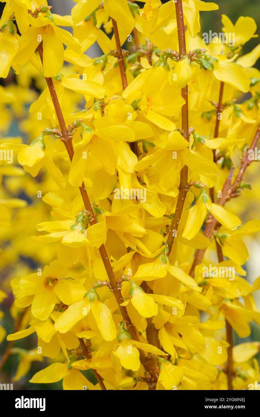 Forsythia x intermedia Week End, Forsythia Weekend, Forsythia intermedia Courtalyn, fiori gialli dorati in primavera Foto Stock
