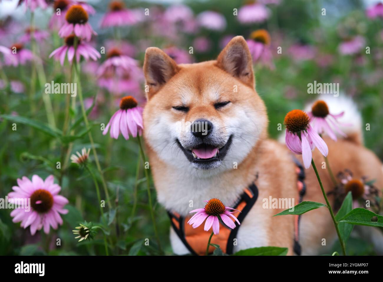 Divertente Shiba Inu cane che sorride tra i fiori all'aperto Foto Stock