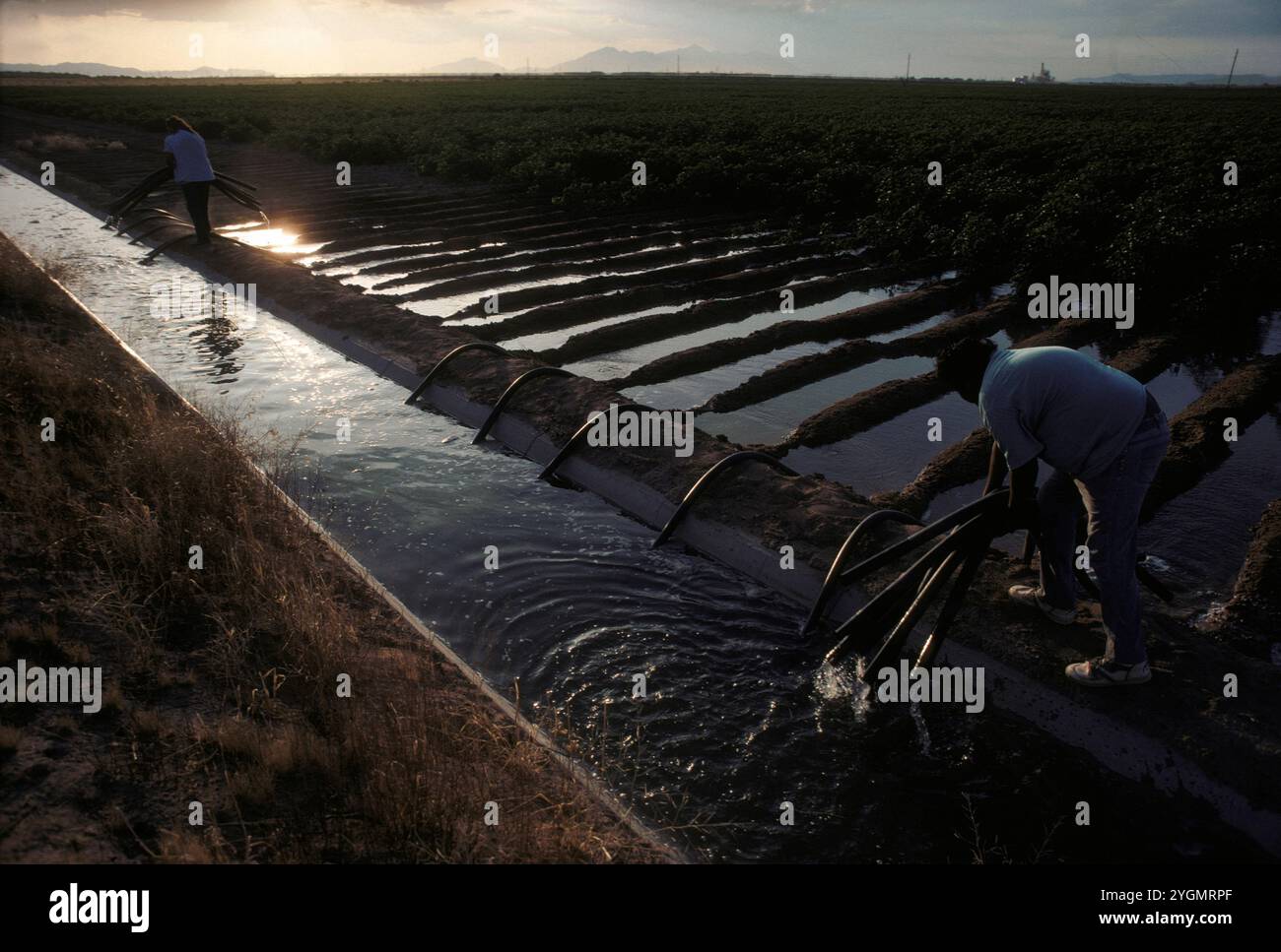 Un irrigatore della riserva Ak-Chin lavora lungo il canale CAP in Arizona. Foto Stock
