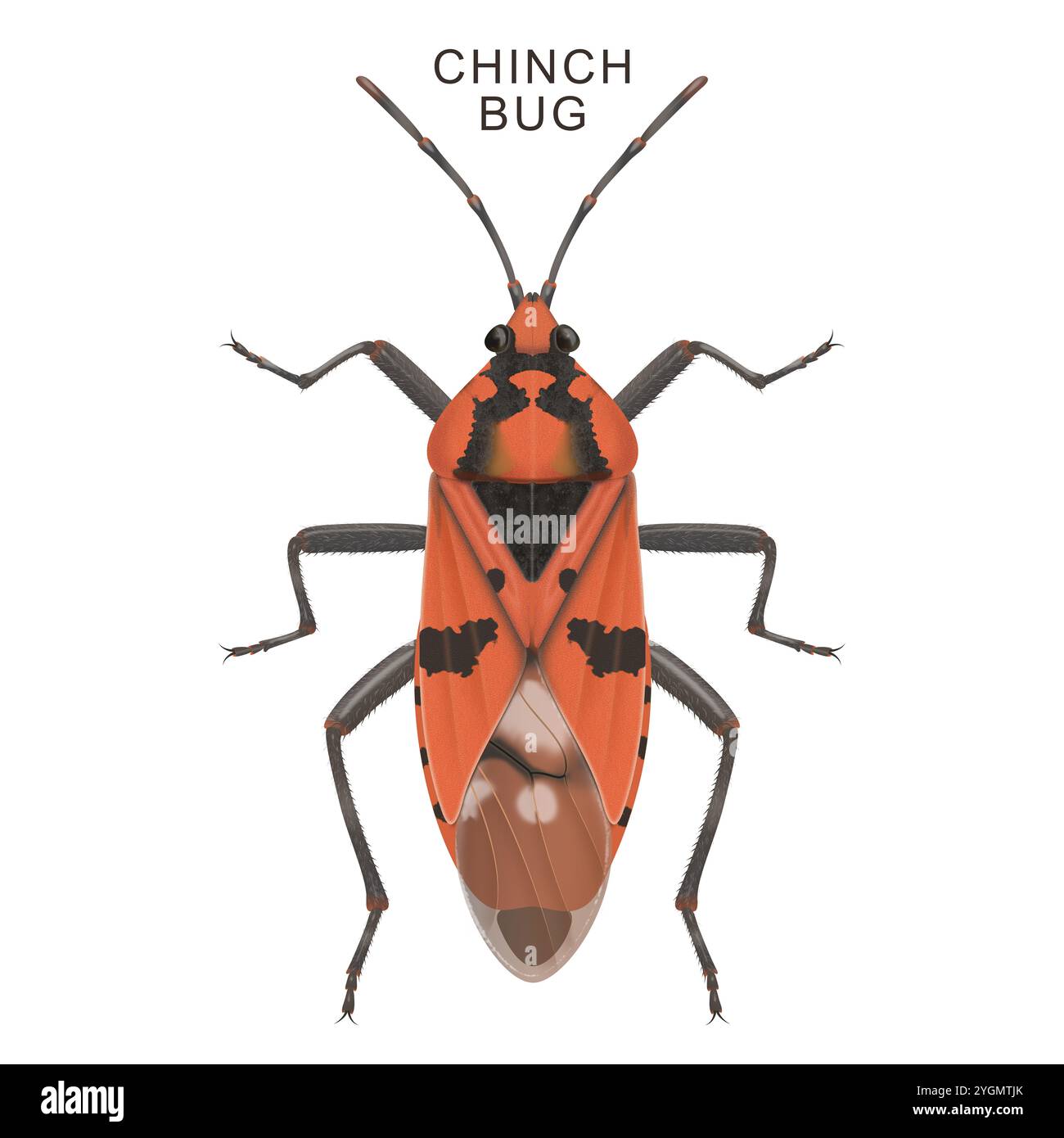 Illustrazione di un giovane bug Chinch Foto Stock
