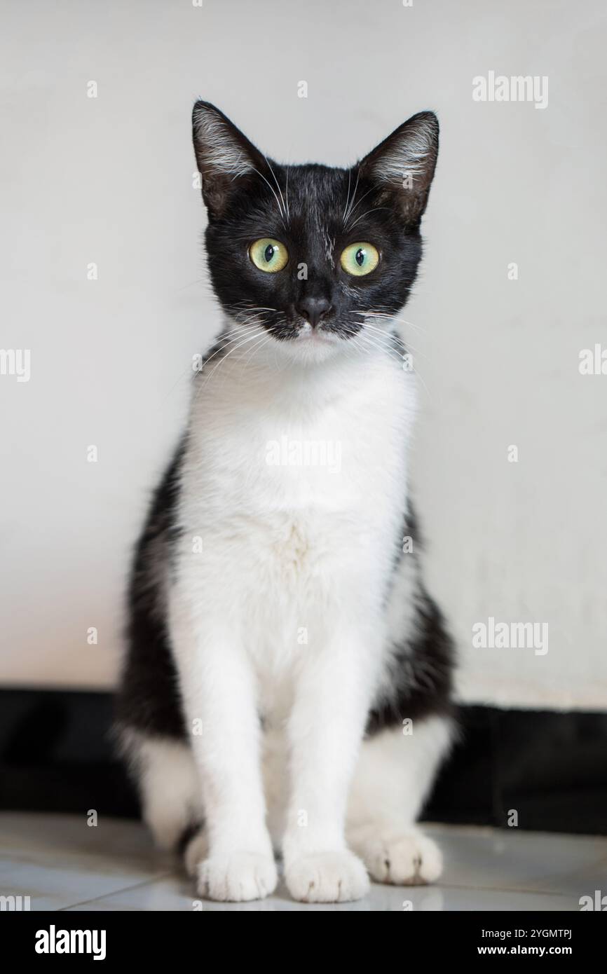 Gatto bianco e nero con grandi occhi che guardano la fotocamera, ritratto interno Foto Stock