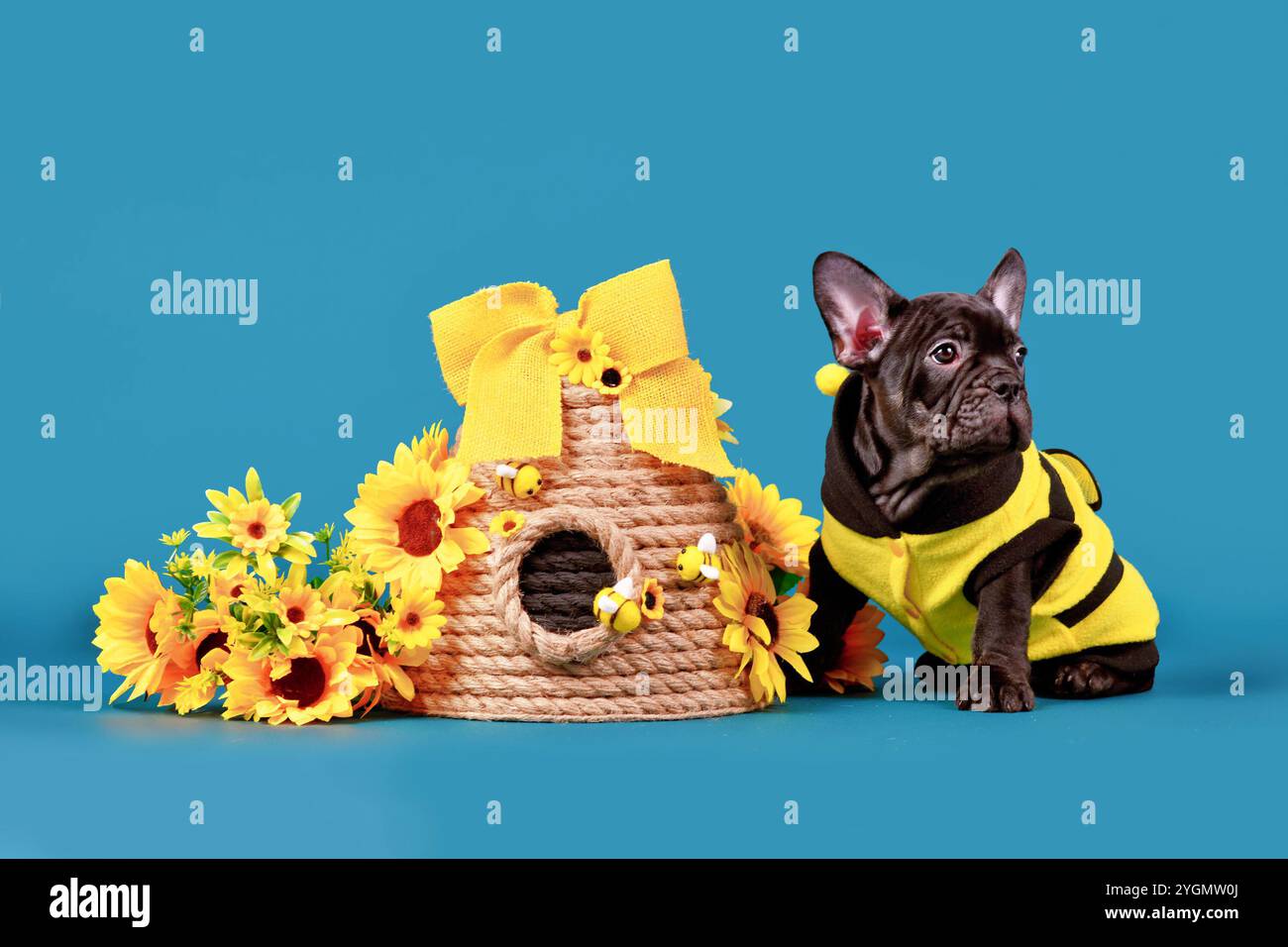 Cucciolo di cane Bulldog francese nero con costume di api seduto accanto all'alveare e girasoli su sfondo blu Foto Stock