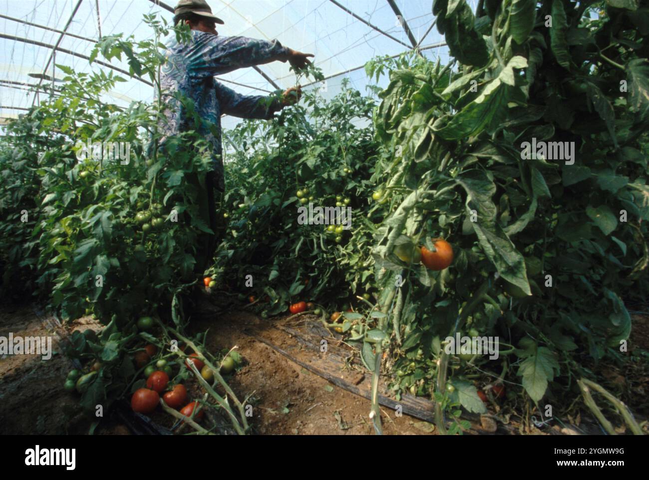 Irrigazione a goccia di piante di pomodoro nella Valle del Giordano, Giordania. Foto Stock