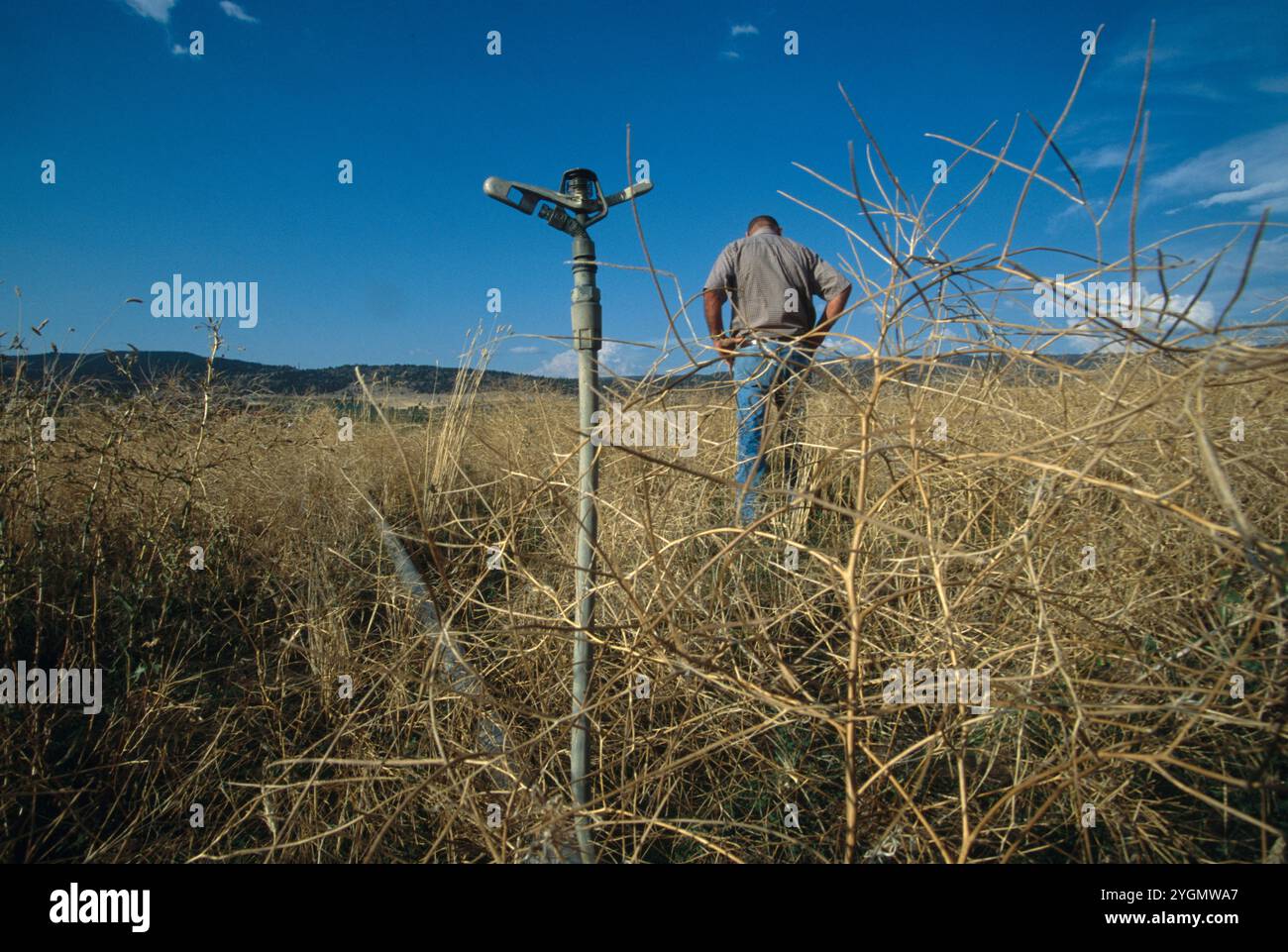 Sam Prescott di Malin, O in un campo di erba medica che non ebbe successo perché non era disponibile acqua per l'irrigazione. Foto Stock