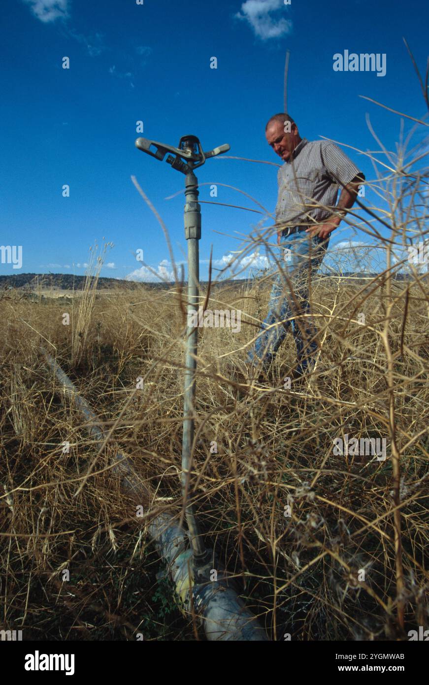 Sam Prescott di Malin, O in un campo di erba medica che non ebbe successo perché non era disponibile acqua per l'irrigazione. Foto Stock