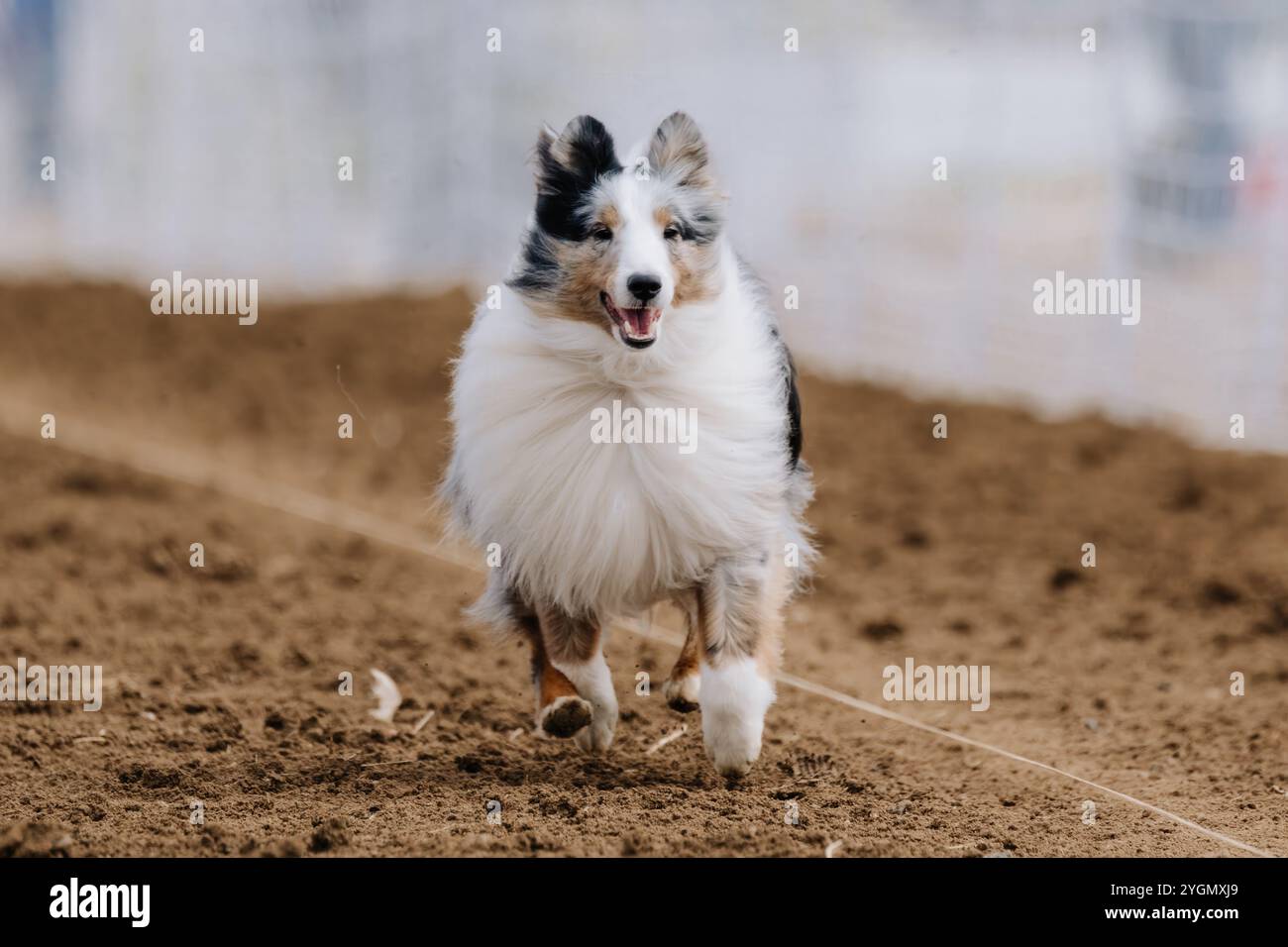 Merle Shetland Sheepdog Sheltie Running Lure Course Sprint Dog Sport Foto Stock