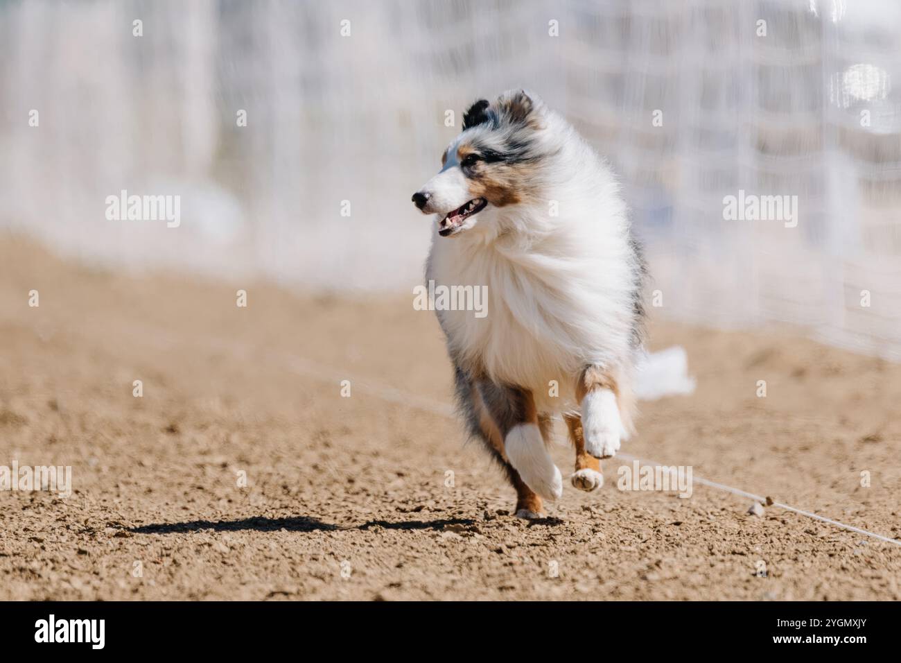 Merle Shetland Sheepdog Sheltie Running Lure Course Sprint Dog Sport Foto Stock