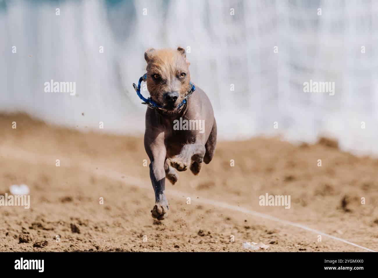 Xoloitzcuintli Mexican Hairless Running Lure Course Sprint Dog Sport Foto Stock